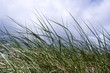 Dünengrass @ miket
