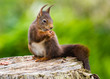 Red Squirrel (Sciurus vulgaris)