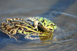 Foto: Green frogs are playing Green frogs are playing