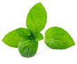 Fresh green mint isolated on white