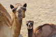 Photo: Camels little Family Look at the camera Camels little Family Look at the camera