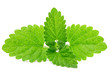 Fresh green mint isolated on white