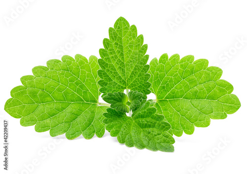 Photo: Fresh green mint isolated on white Fresh green mint isolated on white