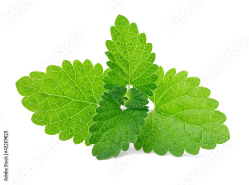 Photo: Fresh green mint isolated on white Fresh green mint isolated on white