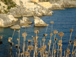 Dry flowers by the sea, Albania