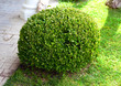 Park bush