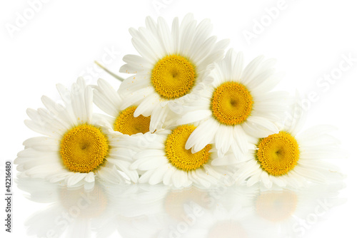 Photo: beautiful daisies flowers isolated on white beautiful daisies flowers isolated on white