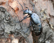 Oil beetle, Meloe violaceus on bark, macro photo