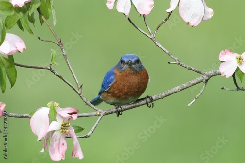 Photo: Eastern Bluebird Eastern Bluebird