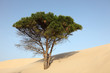 Foto: Pine Tree at a sand dune in Punta Paloma, Spain Pine Tree at a sand dune in Punta Paloma, Spain