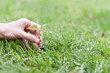 hand holding a small tree over green