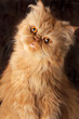 surprised Persian cat
