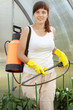 Female gardener spraying pepper  plant