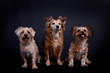Hundetrio auf schwarz