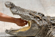 play with crocodile