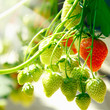 Fresh Strawberries
