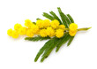 branch of mimosa