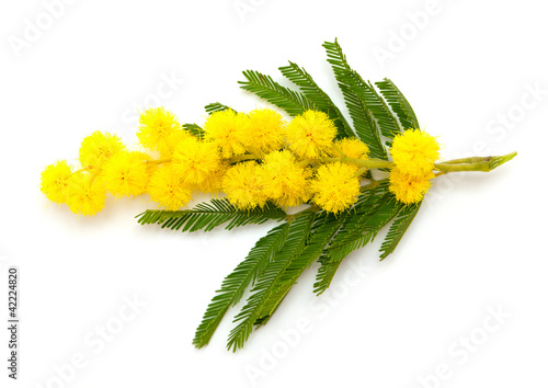 Photo: branch of mimosa branch of mimosa