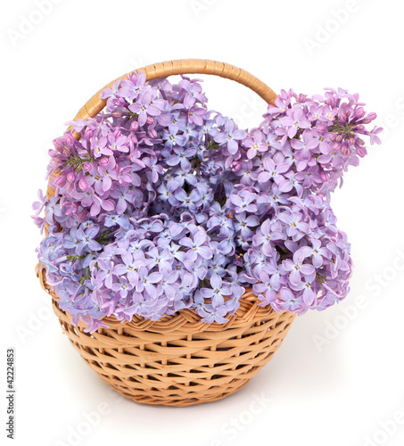 Photo: lilac flowers in basket lilac flowers in basket