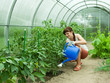 woman watering in greenhouse