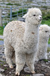 Lama