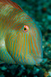 Xyrichtys novacula