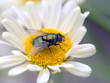 Fly
