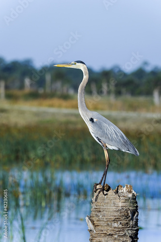 Photo: great blue heron, ardea herodias great blue heron, ardea herodias