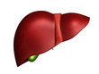 human liver