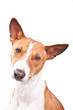 Basenji