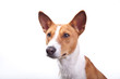 Basenji landscape