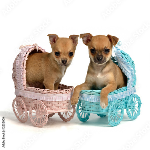 Photo: Puppies male and bitch in baby carriages Puppies male and bitch in baby carriages