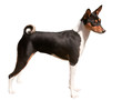 Smart black pet dog