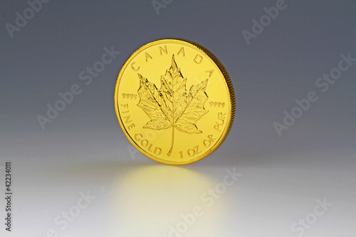 Photo: Gold Maple Gold Maple