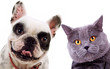 Photo: British short hair grey cat and french bull dog puppy dog British short hair grey cat and french bull dog puppy dog