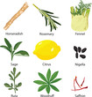 set of different spices