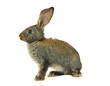 gray rabbit isolated