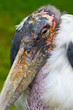 marabou close-up