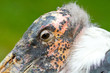 marabou close-up