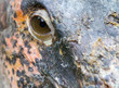 marabou close-up