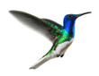 Kolibri auf Weiss