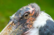 marabou close-up