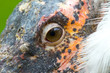 marabou close-up