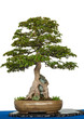 Ahornbaum über einen Felsen als Bonsai-Baum