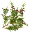 Foto: Cedar Leaves Cedar Leaves