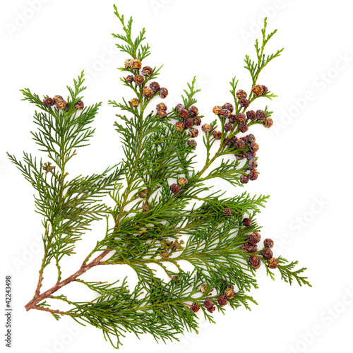 Photo: Cedar Leaves Cedar Leaves