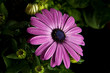 Blume