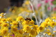 L'abeille