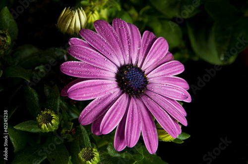 Foto: Blume Blume