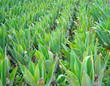 Yucca